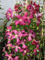 Clematis 'Madame Julia Correvon' - Clematis viticella 'Madame Julia Correvon'