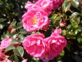 Bodendeckerrose 'Palmengarten Frankfurt' � - Rosa 'Palmengarten Frankfurt' �