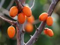 Sanddorn weiblich 'Leikora' - Hippophae rhamnoides 'Leikora'