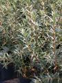 Sanddorn m�nnlich 'Pollmix' - Hippophae rhamnoides 'Pollmix'