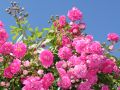 Ramblerrose 'Super Dorothy' � - Rosa 'Super Dorothy' �