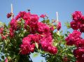 Ramblerrose 'Super Excelsa' � - Rosa 'Super Excelsa' �