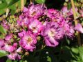 Ramblerrose 'Veilchenblau' - Rosa 'Veilchenblau'