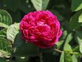 Strauchrose 'Rose de Resht' - Rosa 'Rose de Resht'