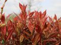 Glanzmispel 'Red Robin' / Rote Glanzmispel - Photinia fraseri 'Red Robin'