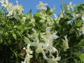 Clematis 'Wilsonii' - Clematis montana 'Wilsonii'
