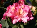 Rhododendron 'Brasilia' - Rhododendron Hybride 'Brasilia'