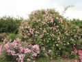 Bodendeckerrose 'Heidek�nigin' � - Rosa 'Heidek�nigin' �