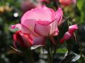 Kletterrose 'Harlekin' � - Rosa 'Harlekin' �
