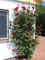Kletterrose 'Santana' � - Rosa 'Santana' �