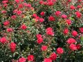 Bodendeckerrose 'Heidekind' � - Rosa 'Heidekind' �