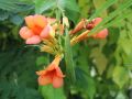 Trompetenblume 'Mme Galen' / Orange-rote Trompetenblume - Campsis tagliabuana 'Mme Galen'