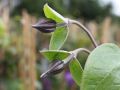 Clematis durandii / Stauden-Clematis - Clematis integrifolia durandii