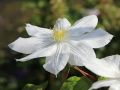 Clematis 'Madame Le Coultre' - Clematis 'Madame le Coultre'