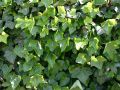 Gro�bl�ttriger irischer Efeu - Hedera helix hibernica