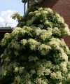 Kletterhortensie - Hydrangea petiolaris