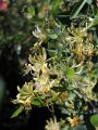 Jel�ngerjelieber / Echtes Gei�blatt caprifolium - Lonicera caprifolium