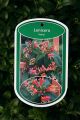 Immergr�nes Gei�blatt / Immergr�ne Gei�schlinge - Lonicera henryi