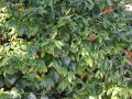 Immergr�nes Gei�blatt / Immergr�ne Gei�schlinge - Lonicera henryi