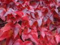 Jungfernrebe / Selbstklimmer / Dreilappige Jungfernrebe 'Veitchii' - Parthenocissus tricuspidata 'Veitchii'