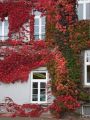 Jungfernrebe / Selbstklimmer / Dreilappige Jungfernrebe 'Veitchii' - Parthenocissus tricuspidata 'Veitchii'