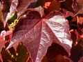 Jungfernrebe / Selbstklimmer / Dreilappige Jungfernrebe 'Veitchii' - Parthenocissus tricuspidata 'Veitchii'