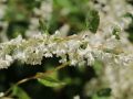 Kn�terich / Schlingkn�terich - Polygonum aubertii