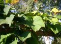 Rostrote Rebe / Scharlachwein - Vitis coignetiae