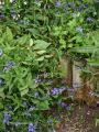 Clematis integrifolia - Clematis integrifolia