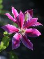 Clematis 'Dr. Ruppel' - Clematis 'Dr. Ruppel'