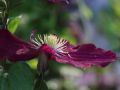 Clematis 'Niobe' - Clematis 'Niobe'