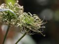 Clematis 'Mrs. N. Thompson' - Clematis 'Mrs.N.Thompson'