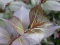 Weigelie 'Victoria' - Weigela florida 'Victoria'