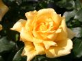Edelrose 'Marco Polo' � - Rosa 'Marco Polo' �