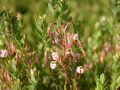 Cranberry / Gro�fr�chtige Moosbeere / Gesundheitsbeere - Vaccinium macrocarpon 'Red Star'