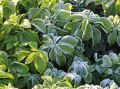 Dickm�nnchen / Schattengr�n - Pachysandra terminalis