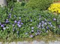 Gro�bl�ttriges Immergr�n - Vinca major