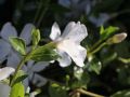 Wei�es Immergr�n / Vinca 'Alba' - Vinca minor 'Alba'