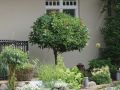 Kirschlorbeer / Lorbeerkirsche 'Etna' � - Prunus laurocerasus 'Etna' �