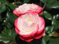 Edelrose 'Nostalgie' � - Rosa 'Nostalgie' �