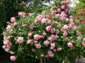 Ramblerrose 'Paul Noel' - Rosa 'Paul Noel'