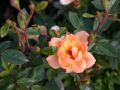 Beetrose/Zwergrose 'Sun Tan' � - Rosa 'Sun Tan' �