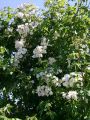 Ramblerrose 'Bobby James' - Rosa 'Bobby James'