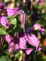 Clematis 'Rosea' - Clematis integrifolia 'Rosea'