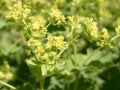 Gro�bl�ttriger Frauenmantel - Alchemilla mollis