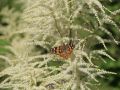 Wald Gei�bart - Aruncus dioicus