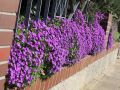 Blaukissen - Aubrieta x cultorum 'Hamburger Stadtpark'