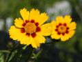 Gro�blumiges Garten M�dchenauge - Coreopsis grandiflora 'Sonnenkind'
