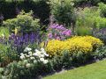 Netzblatt Sch�nauge - Coreopsis verticillata 'Zagreb'