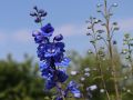 Pacific Garten Rittersporn - Delphinium Pacific Hybride 'Blue Bird'